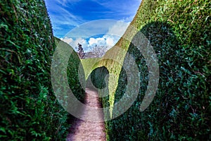 Narrow path in a green maze.