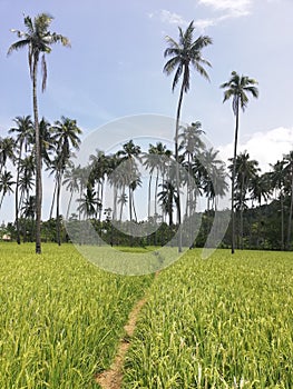 Narrow path leading through rice fields and coconut plantations