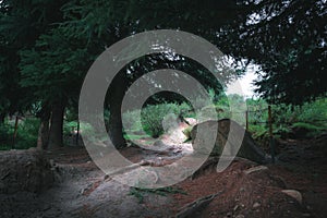 A narrow path leading to light in a dark dense pine forest