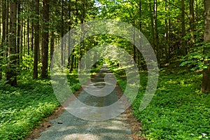 Narrow path lit by soft spring sunlight. Forest spring nature. Spring forest natural landscape with forest trees