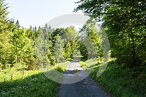 Narrow path lit by soft spring sunlight. Forest spring nature. Spring forest natural landscape with forest trees