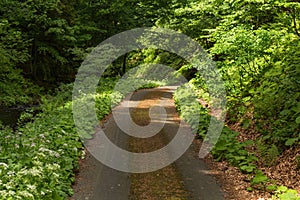 Narrow path lit by soft spring sunlight. Forest spring nature. Spring forest natural landscape with forest trees