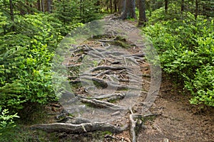 Narrow path lit by soft spring sunlight. Forest spring nature. Spring forest natural landscape with forest trees