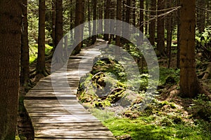 Narrow path lit by soft spring sunlight. Forest spring nature. Spring forest natural landscape with forest trees