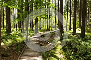 Narrow path lit by soft spring sunlight. Forest spring nature. Spring forest natural landscape with forest trees