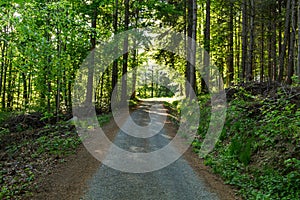Narrow path lit by soft spring sunlight. Forest spring nature. Spring forest natural landscape with forest trees