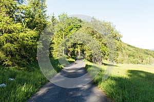 Narrow path lit by soft spring sunlight. Forest spring nature. Spring forest natural landscape with forest trees