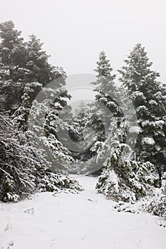 Narrow path in pine forest under snow