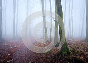 Narrow path between tall leafless trees in a forest covered with fog on Inovec Mountain, Slovakia