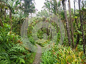 Narrow path though El Yunque tropical rainforest in Puerto Rico photo