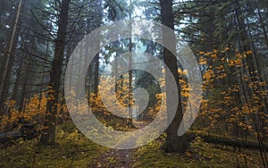 Narrow path with trees with autumn yellow leaves in dark misty forest. autumn atmospheric forest landscape