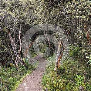 A narrow path through a very dense Polylepis trees forest