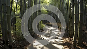 A narrow path winding through a dense bamboo forest.