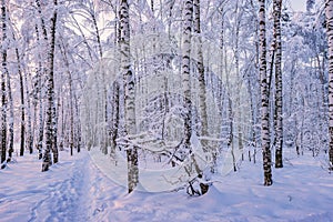 Narrow path in winter birch tree grove