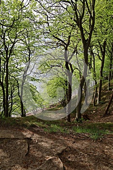 Narrow pathway in a forest surrounded by beautiful trees in a forest in Hindsgavl, Middelfart