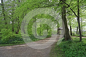 Narrow pathway in a forest surrounded by beautiful trees in a forest in Hindsgavl, Middelfart