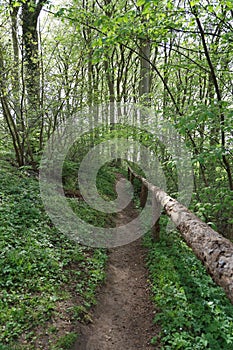 Narrow pathway in a forest surrounded by beautiful trees in a forest in Hindsgavl, Middelfart