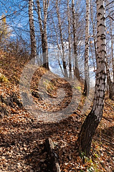 Narrow pathway up to the top of the hill through the birch grove