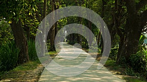 Narrow paved road in village of Bangladesh. Surrounded by green trees on both sides