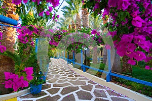 Narrow paved street full of colorful flowers in Sisi, Crete.