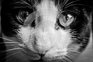 Narrow portrait of a young black and white cat in black and white