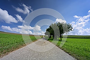 A narrow road in an agricultural landscape