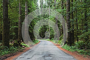 Narrow road in the forest