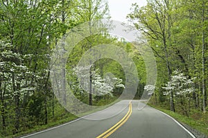 Dogwood Trees bloom in a green forest in the Smokies. photo