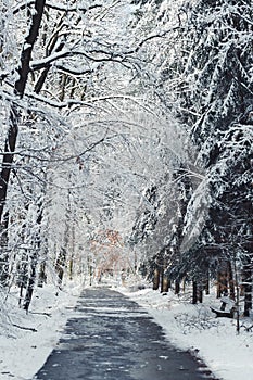 Narrow road in winter forest, trees covered in snow