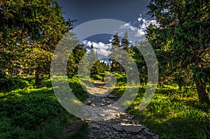 Narrow rocky path in the green forest from Serak to Velky Keprnik in Jeseniky