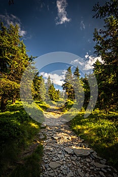 Narrow rocky path in the green forest from Serak to Velky Keprnik in Jeseniky