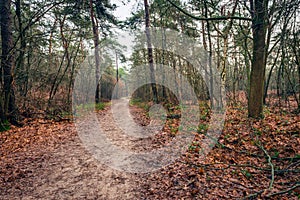 Narrow sandy path meandering through the Dutch autumn forest