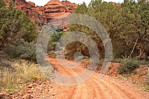 Narrow single track dirt road