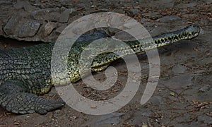 narrow snouted fish-eating crocodile or gharial (gavialis gangeticus) also known as gavial, is a endangered species