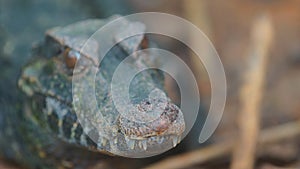 Narrow-snouted Spectacled Caiman, Focus on the tip of the snout. Common names: Caiman de anteojos. photo