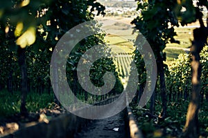 Narrow steep path with steps down a beautiful vineyard between vine leafs going down to town.