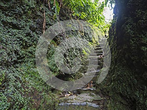 Narrow stone steps between moss covered stone in rain forest on footpath hiking trail near furnas, Sao Miguel island