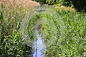 Narrow stream, grass and reeds on both sides of it