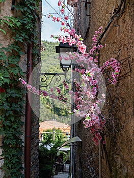 Narrow Street with Ancient Walls, antique Lamp Post and Pink Flowers in the Village of  Colonnata, Carrara- Italy