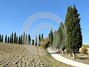 Narrow street in the countryside with a row of cypress trees, Tuscany, Italy