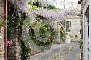 Narrow street of flowers