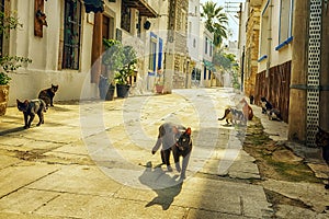 Narrow street of the old town and many cats. Black sly cat in the middle of the street.