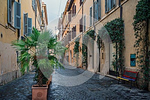 Narrow street in Rome, Italy, adorned with historic architecture and cobblestone pavement. A touch of exotic greenery is