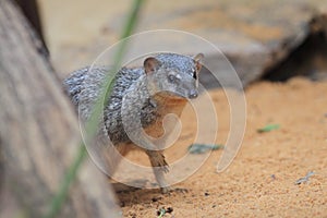 Narrow-striped mongoose