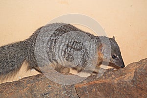 Narrow-striped mongoose