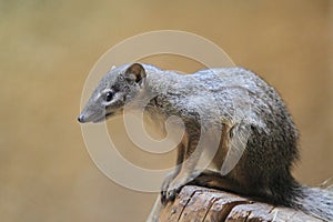 Narrow-striped mongoose photo