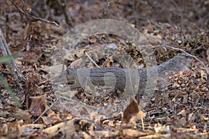 Narrow-striped Mongoose - Mungotictis decemlineata