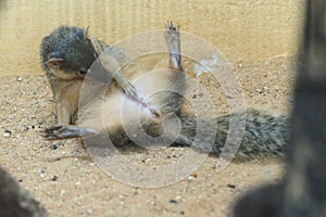 Narrow-striped mongoose photo