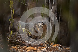 Narrow striped mongoose, narrow striped vontsira, mungotictis decemlineata