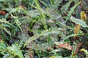 Narrow Swordfern - Nephrolepis Cordifolia photo